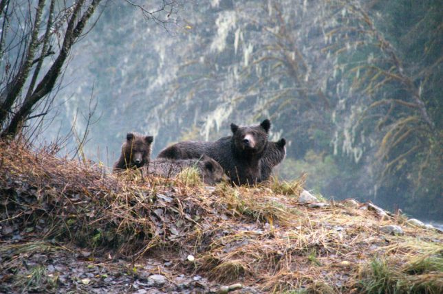 A grizzly bear sow and cubs on the banks of a river on the central coast of British Columbia, Canada.