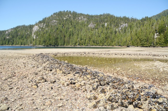 A traditional native American fish trap and weir located in British Columbia, Canada