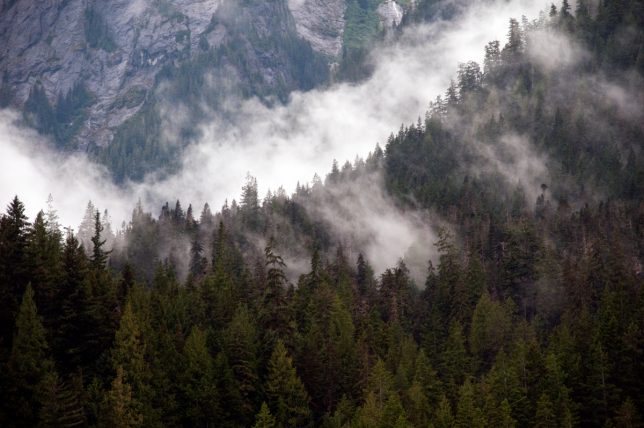 A photo showing transpiration in the coniferous forest of Canada after a rainfall.