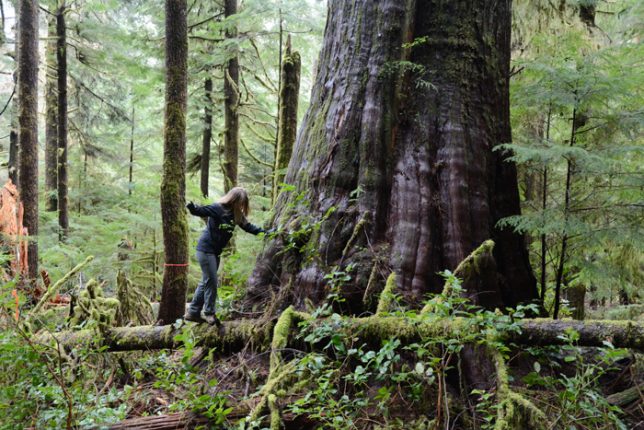 A giant red cedar tree in an old growth forest in British Columbia, Canada,